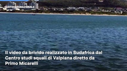 Download Video: L'orca attacca lo squalo bianco