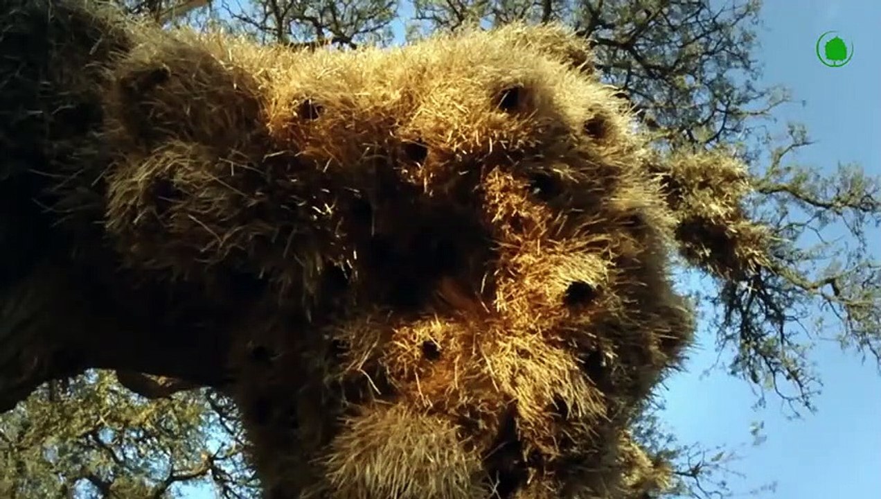 These Animals Have Surpassed Humans in Building Their Homes !!!