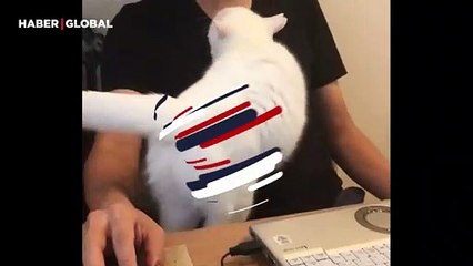 Temas bağımlısı kedinin sahibine yaptığı hareket kahkahaya boğdu