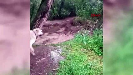 Ağrı'da sel nedeniyle İran'a giden karayolu ulaşıma açıldı