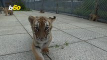 Captive Siberian Tigers Trained to Release Back Into the Wild