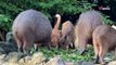 Un chat roux entre dans l’enclos des capybaras : les employés du zoo prennent une décision inattendue (Vidéo)