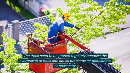What are Some Effective Ways to Look After Trees in Urban Landscape