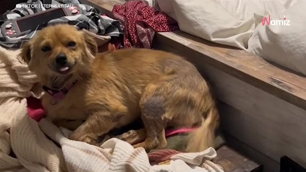 Sauvée d'une maison insalubre, cette petite chienne ne peut s'arrêter de sourire depuis son arrivée au refuge