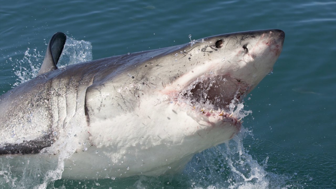 Forscher vermuten Weiße Haie in britischen Badegewässern