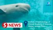 Artificially-bred Yangtze finless porpoise turns 18