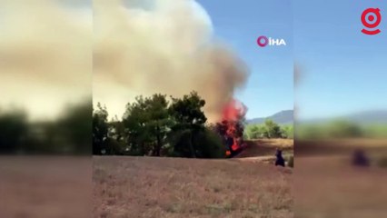 Adana'da orman yangını