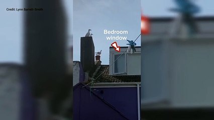 Noisy seagulls in Folkestone