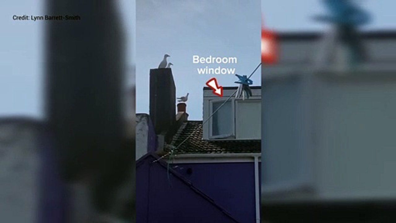 Noisy seagulls in Folkestone