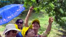 Vietnam News | Picking Plum in Mộc Châu