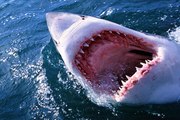 بعد مزاعم حول انتشار أسماك القرش.. هل الشواطئ الساحلية للمغرب آمنة من 