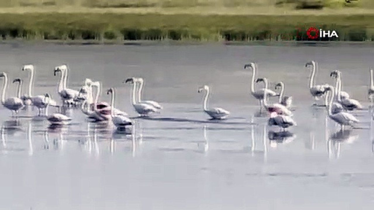 Çorum’da ilk kez flamingo görüldü