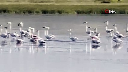 Çorum’da ilk kez flamingo görüldü