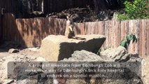 Edinburgh Zoo meerkats moving to Sick Kids Hospital