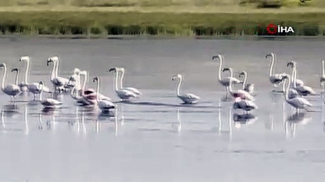 O ilimizde ilk kez flamingo görüldü