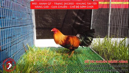 Top gà nòi 12.7.2023 | trai ga Quang Trung