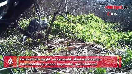Yaban hayatın renkli görüntüleri fotokapanda