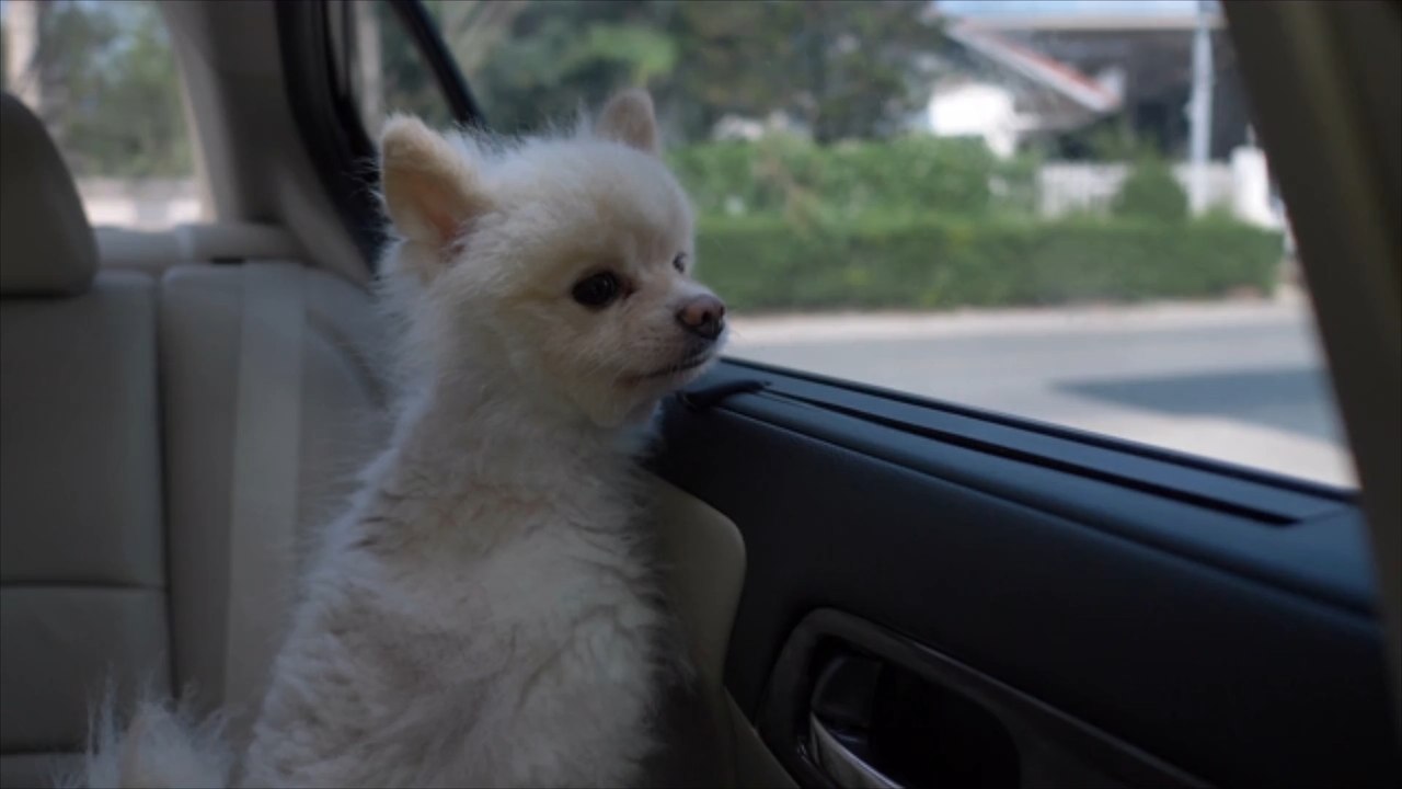 Trotz geöffneten Fenstern: Hund stirbt in überhitztem Auto