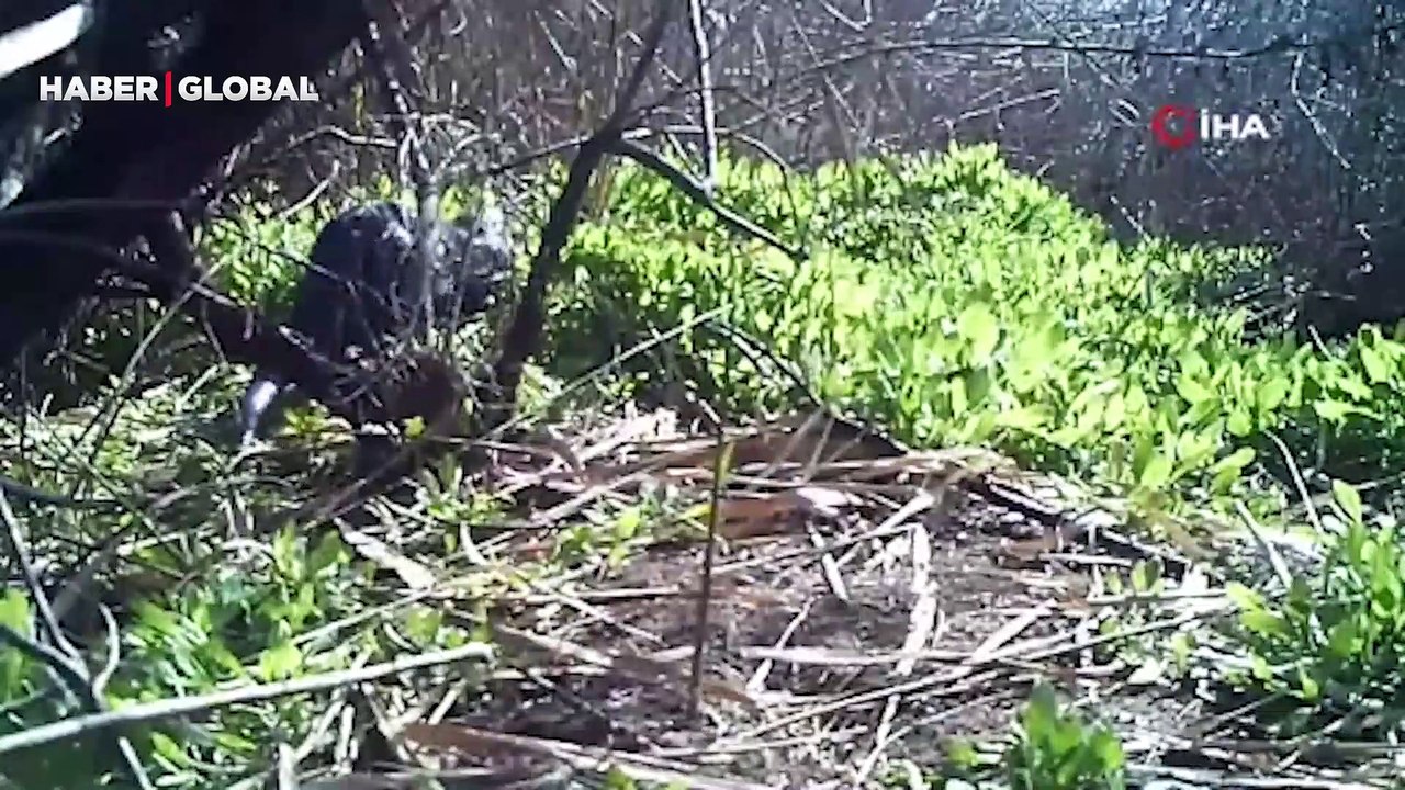 Yaban hayatın renkli görüntüleri fotokapanda: Vaşak, karaca, su samuru, porsuk, kurt, tavşan, tilki ve yaban domuzu...