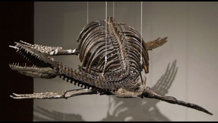 Pteranodonte e Plesiosauro, predatori preistorici all'asta da Sotheby's