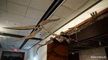 Pteranodonte e Plesiosauro, predatori preistorici all'asta da Sotheby's