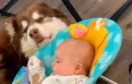 Vidéo mignonne : un chien balance un berceau, endort un bébé et enchante l'internet