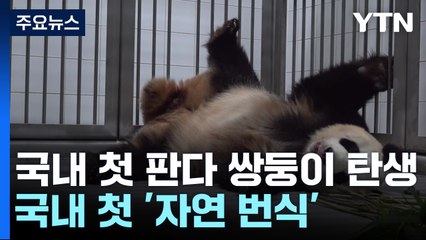 국내 첫 자이언트 판다 쌍둥이 자연번식..."아이고 힘들어" / YTN