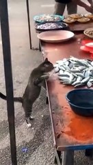 Poisson gratuit pour les chats