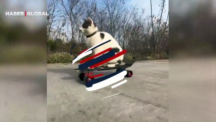 Kaykay kullanan kedinin görüntüleri viral oldu