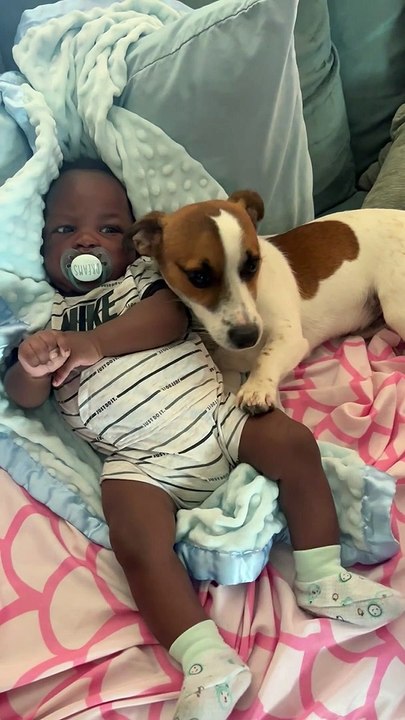 Protective Pup Says No Touching