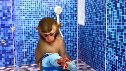 Monkey Baby Bon Bon feeds baby with a bottle and plays with ducklings in the pool