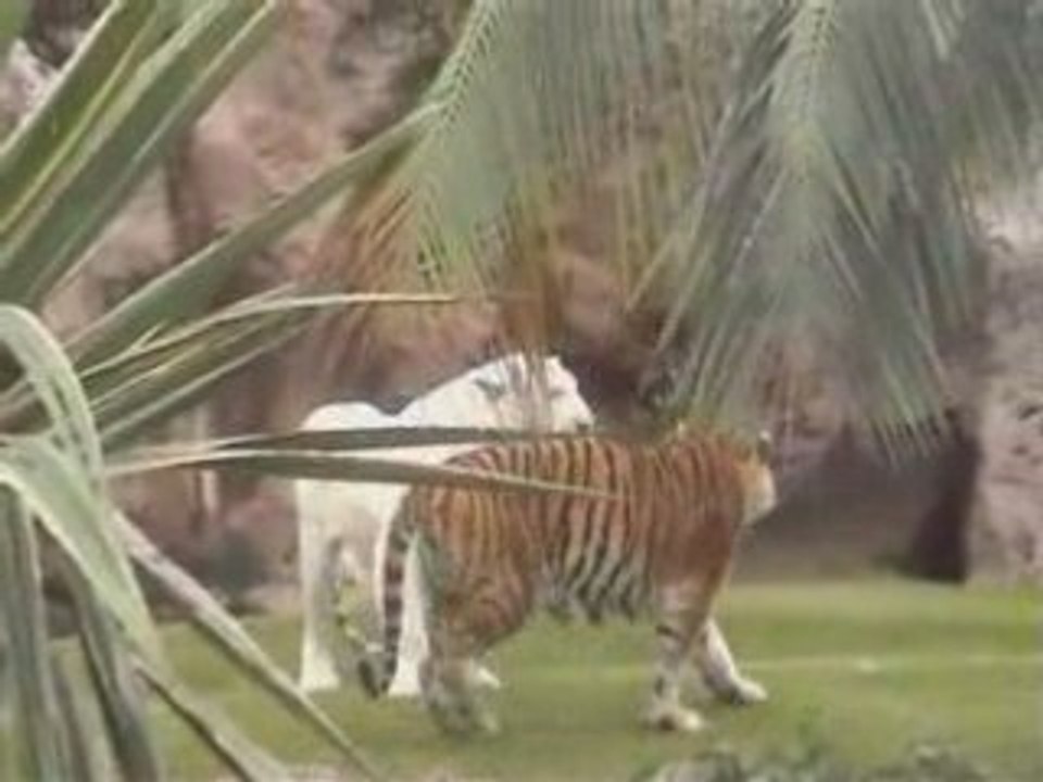 Tigri, meraviglie della natura!