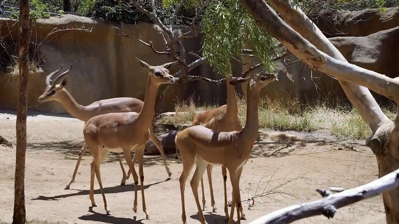 Did You Know This Animal Can Go This Long Without Having a Sip of Water?