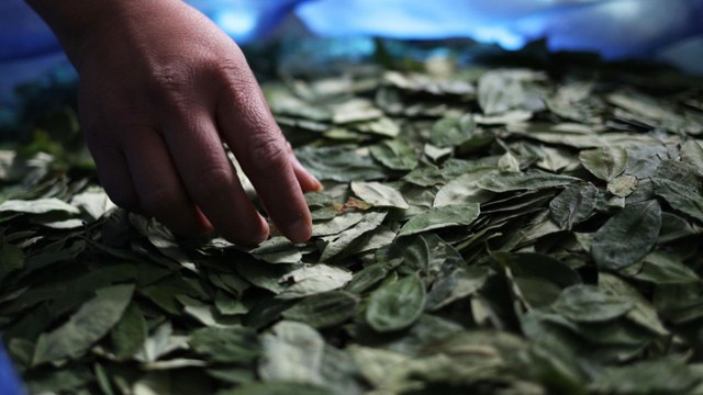 Estados Unidos dejó de monitorear cultivos de coca en Colombia: ¿por qué?