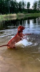 Vizsla Starts Motor Before Swim