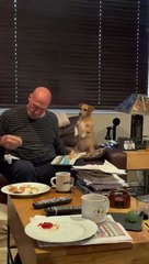 Dog Wiggles And Begs On Two Feet