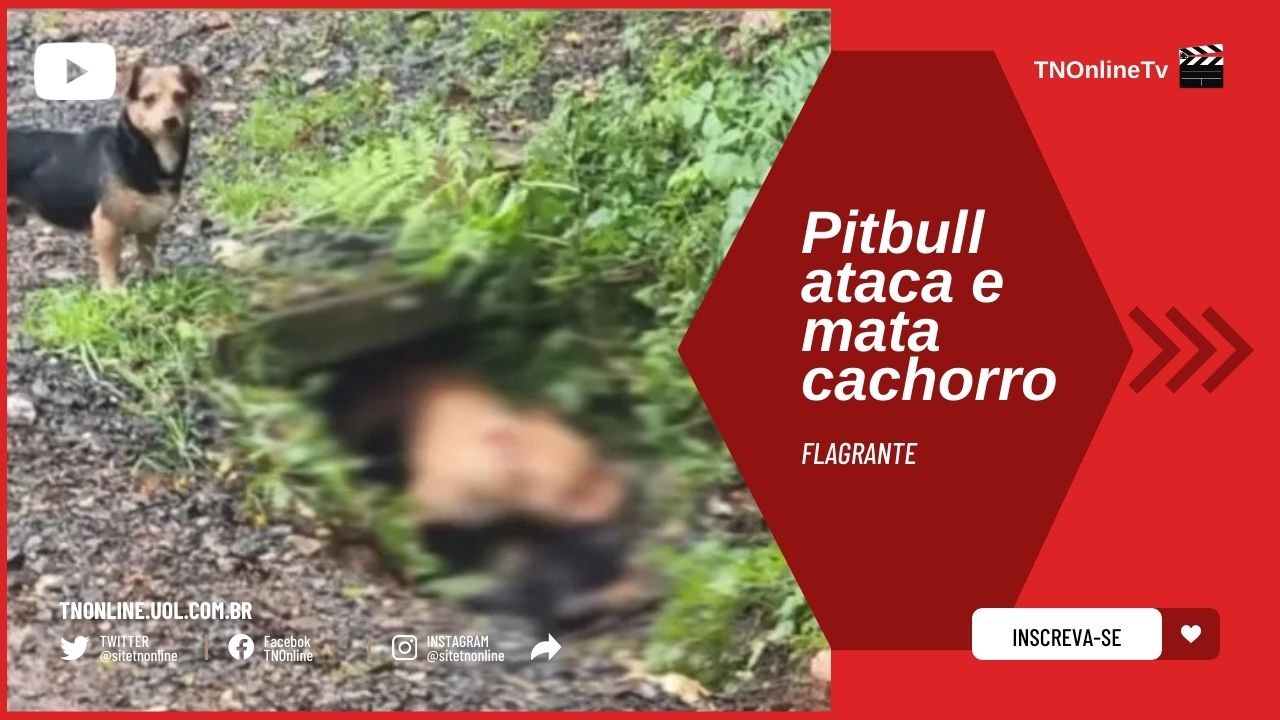 Moradores cobram providências após pitbull atacar e matar cão; veja