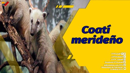 Punto de Encuentro | Coatí merideño, una joya natural en riesgo