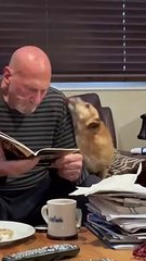 Dog Wiggles And Begs On Two Feet