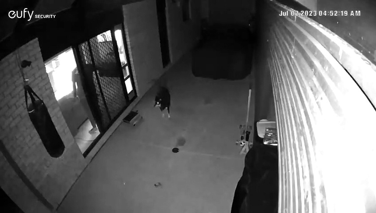L'homme glisse en laissant entrer le chien