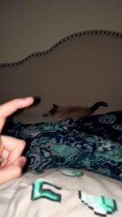 Kitten Keeps Room Safe From Shadows