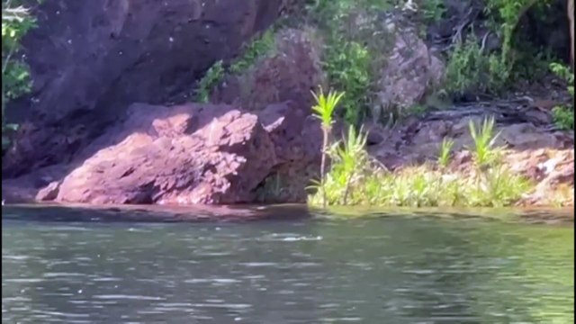 The crocodile responsible for an attack on a tourist in the Northern Territory has been caught and killed