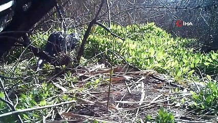 Yaban hayatının renkli görüntüleri fotokapanda