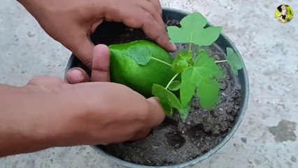 Grow papaya tree by unique way at pot _ grow papaya