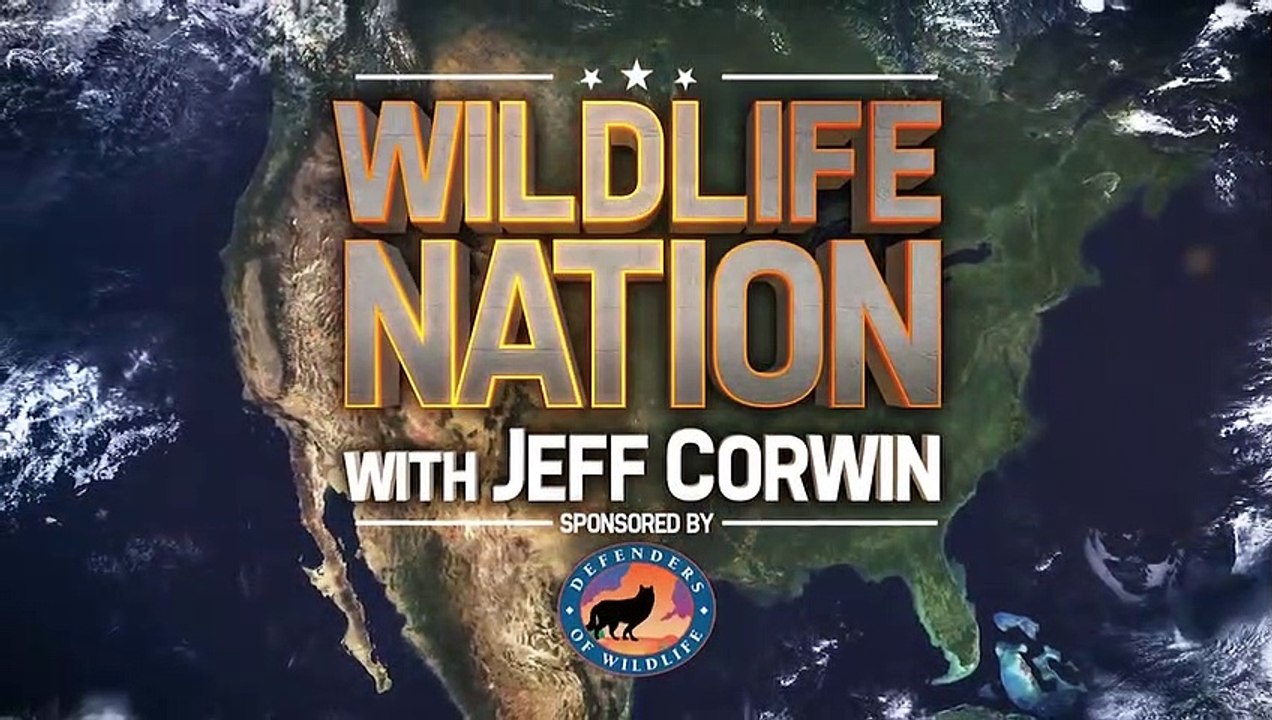 Wildlife Nation with Jeff Corwin | show | 2021 | Official Teaser