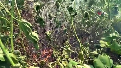 Dünyaca ünlü falezlerde yangın çıktı, hayvanseverler büyük korku yaşadı