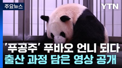 '푸공주' 푸바오 언니 되다...국내 최초 쌍둥이 판다들 [앵커리포트] / YTN