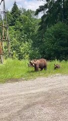 Mama Bear and Cubs Walk Along Road