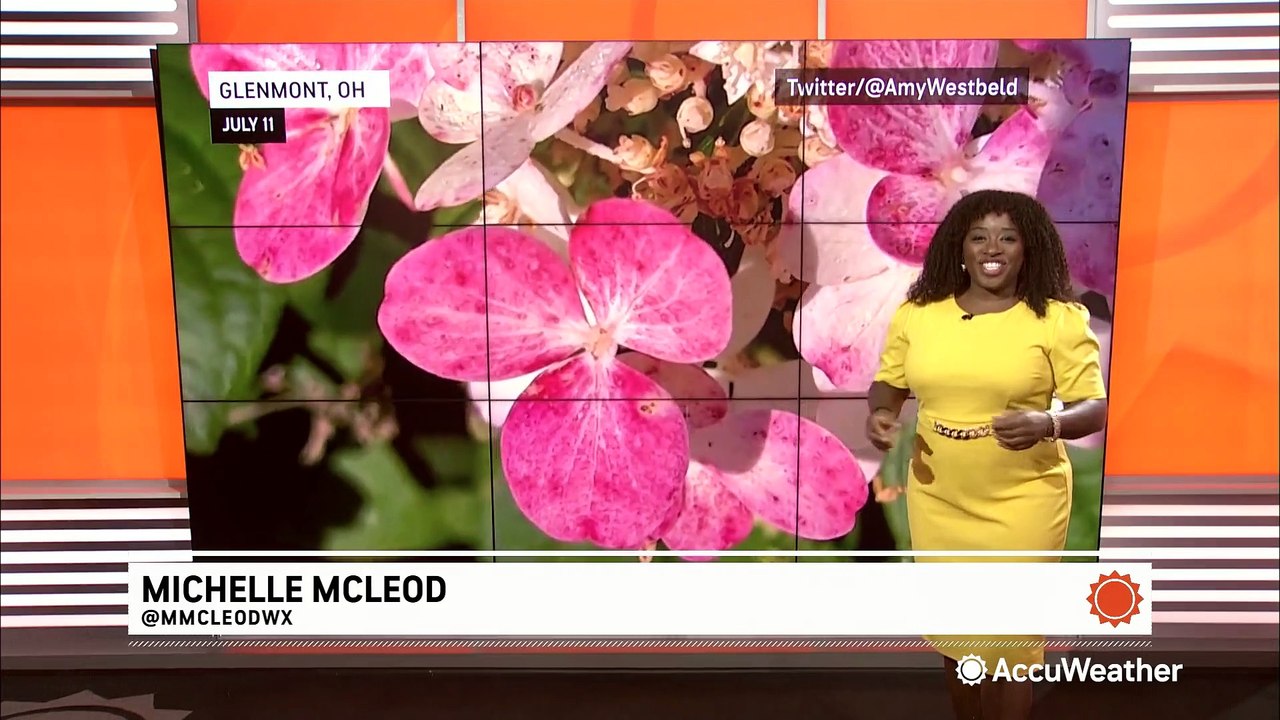 What kind of pollen levels can I expect from July 1214? video Dailymotion