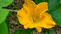 Vlog 54 বাংলা চটি গল্প | Review of Beautiful Pumpkin Flowers from Dad's Garden@Alisha